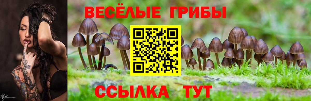 Псилоцибиновые грибы прущие грибы  Псилоцибиновые грибы MAGIC MUSHROOMS  Апатиты 